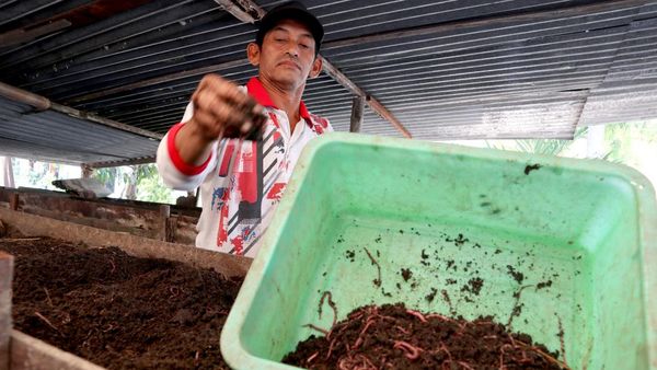 Geli tapi Cuan! Bisnis Cacing Tanah di Jombang
