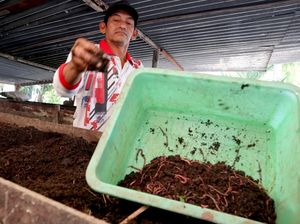 Geli tapi Cuan! Bisnis Cacing Tanah di Jombang