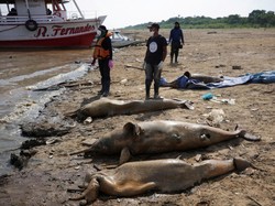 Ratusan Lumba-lumba di Sungai Amazon Mati, Benarkah Karena Perubahan Iklim?