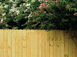 Cara Ampuh Hilangkan Lumut di Pagar Kayu!