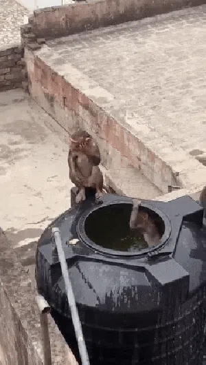 Masuk ke Cipayung, Kawanan Monyet Ada yang Berenang di Toren Air Warga Masuk ke Cipayung, Kawanan Monyet Ada yang Berenang di Toren Air Warga