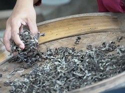 Manisnya Mangga Asli Kediri Diolah Jadi Krecek Pelem Podang