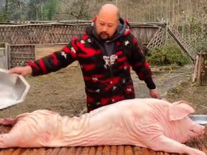 7 Alasan Kenapa Daging Babi Sebaiknya Tak Dikonsumsi