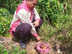 Bunga Bangkai dan Mitos yang Mengiringinya di Ciamis
