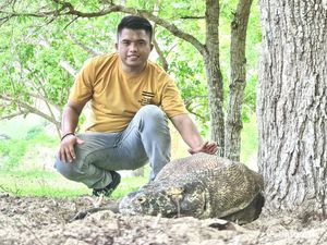 Bertamu ke Rumah Komodo, Si Kadal Purba