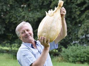 Petani Ini Sukses Panen Bawang Bombai Seberat 8,97 Kg Petani Ini Sukses Panen Bawang Bombai Seberat 8,97 Kg