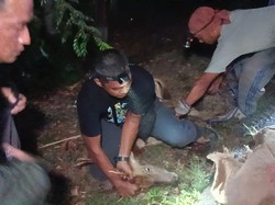 Rusa TNBB Ditemukan Luka Parah, Diduga Korban Perburuan Liar