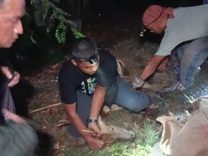 Rusa TNBB Ditemukan Luka Parah, Diduga Korban Perburuan Liar Rusa TNBB Ditemukan Luka Parah, Diduga Korban Perburuan Liar