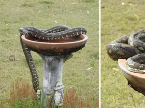 Viral Sepasang Kekasih Abadikan Ular Besar di Belakang Rumah