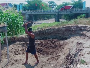 Sungai Dengkeng Mengering, Warga Klaten Panen Tanah Ladu Sungai Dengkeng Mengering, Warga Klaten Panen Tanah Ladu