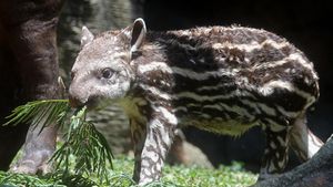 Batu Secret Zoo Tambah Koleksi Tapir Brasil