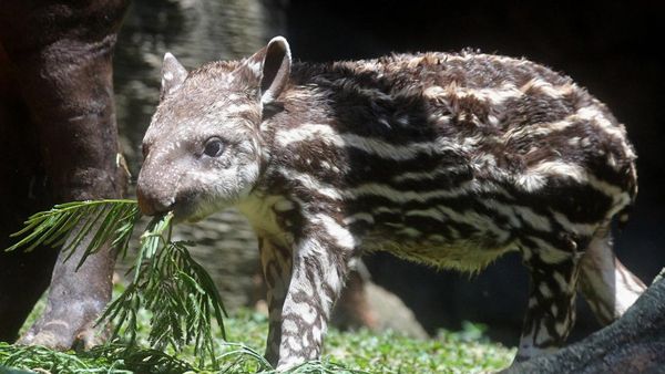 Batu Secret Zoo Tambah Koleksi Tapir Brasil