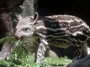 Batu Secret Zoo Tambah Koleksi Tapir Brasil