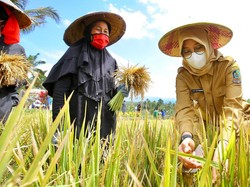 Stok Beras Banyuwangi Aman hingga Akhir 2023 Meski Ada El Nino