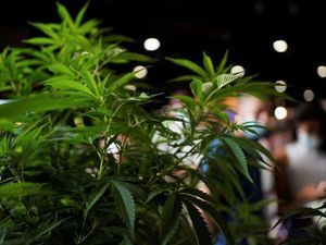 Saat Ember Jadi Tempat Menyimpan Ganja Saat Ember Jadi Tempat Menyimpan Ganja