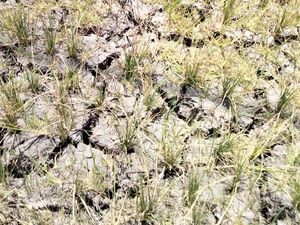 Harga Beras Melambung Tinggi di Manggarai Barat-Manggarai Timur