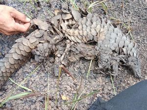 Miris! Penampakan Satwa-satwa Mati Akibat Kebakaran Lahan di TN Way Kambas Miris! Penampakan Satwa-satwa Mati Akibat Kebakaran Lahan di TN Way Kambas