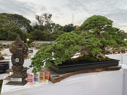Ribuan Bonsai Unjuk Gigi di Denpasar, Bonsai Termahal Capai Rp 200 Juta