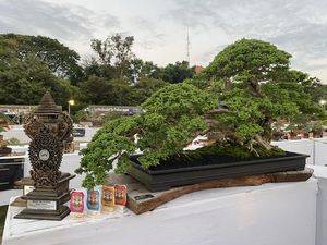 Ribuan Bonsai Unjuk Gigi di Denpasar, Bonsai Termahal Capai Rp 200 Juta Ribuan Bonsai Unjuk Gigi di Denpasar, Bonsai Termahal Capai Rp 200 Juta