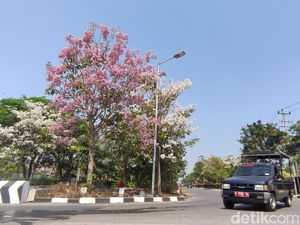 Bunga Tabebuya Mekar di Jalanan Semarang, Serasa di Jepang Lur!
