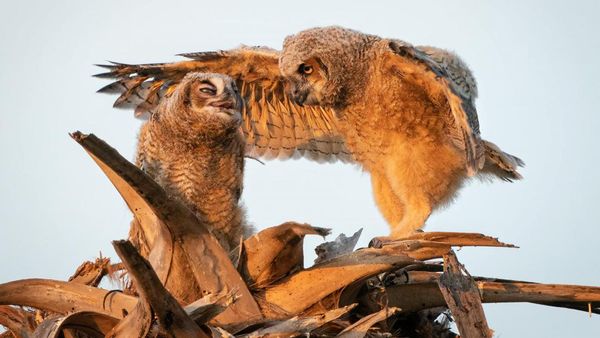 Deretan Foto Komedi Hewan Bikin Ngakak