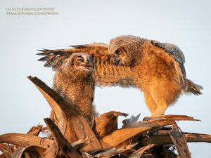 Deretan Foto Komedi Hewan Bikin Ngakak Deretan Foto Komedi Hewan Bikin Ngakak