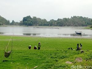 Munculnya Ladang Rumput di Situ Gede Tasikmalaya