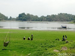 Munculnya Ladang Rumput di Situ Gede Tasikmalaya