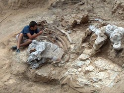 Ilmuwan Kuak Dinosaurus Leher Panjang yang Belum Pernah Ditemukan Sebelumnya