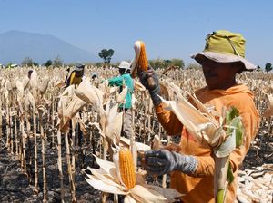 Harga Jagung Melonjak, Petani Girang! Harga Jagung Melonjak, Petani Girang!