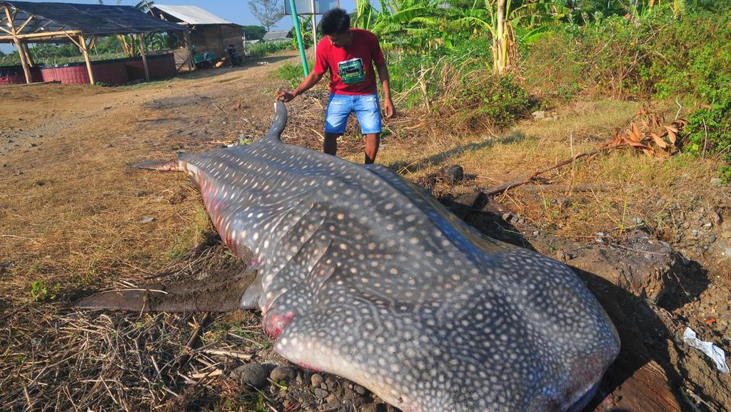 Kasihan! Hiu Tutul Mati Gegara Terjaring Nelayan di Jepara Kasihan! Hiu Tutul Mati Gegara Terjaring Nelayan di Jepara
