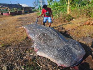 Kasihan! Hiu Tutul Mati Gegara Terjaring Nelayan di Jepara