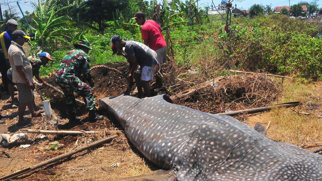Hiu Tutul yang Mati Terjaring Nelayan Mulai Dikubur Hiu Tutul yang Mati Terjaring Nelayan Mulai Dikubur