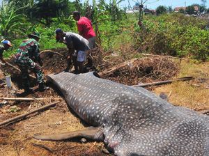 Hiu Tutul yang Mati Terjaring Nelayan Mulai Dikubur