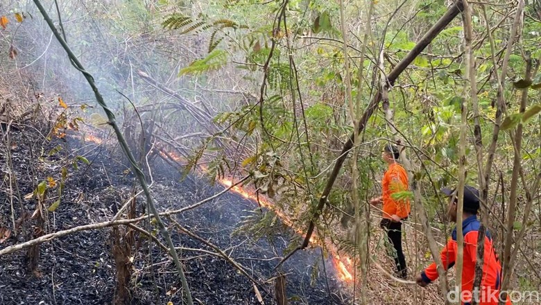 2 Hektare Hutan di Ngantru Trenggalek Hangus Terbakar
