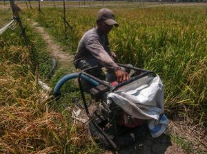 Kemarau, Petani Terpaksa Sedot Air untuk Mengairi Sawahnya