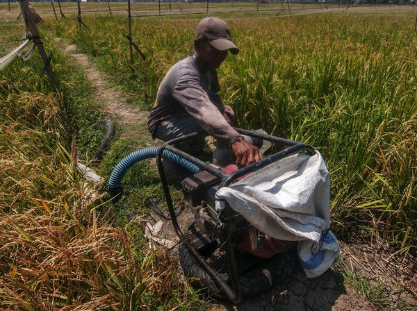 Kemarau, Petani Terpaksa Sedot Air untuk Mengairi Sawahnya