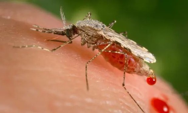 Malaria/Foto: id.pinterest.com/The Guardian