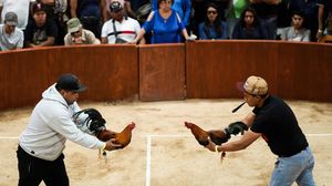 Polemik Sabung Ayam di Meksiko, Dianggap Tradisi Leluhur