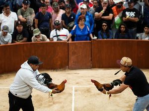 Kenapa Sabung Ayam Dilarang? Ini Sejarah Beserta Hukumnya di Indonesia Kenapa Sabung Ayam Dilarang? Ini Sejarah Beserta Hukumnya di Indonesia