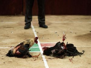 Polisi Judi Sabung Ayam di Sulsel Ternyata Kapolsek Kahu Bone, Resmi Dicopot