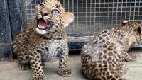 Potret Gemas Dua Bayi Macan Tutul, Kelahiran Pertama di Peru