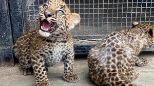 Potret Gemas Dua Bayi Macan Tutul, Kelahiran Pertama di Peru