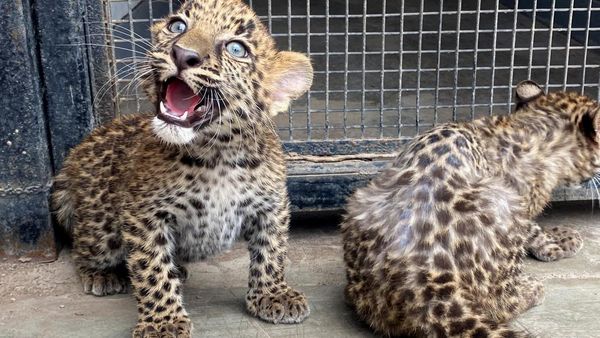 Potret Gemas Dua Bayi Macan Tutul, Kelahiran Pertama di Peru