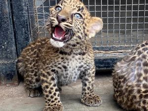 Potret Gemas Dua Bayi Macan Tutul, Kelahiran Pertama di Peru