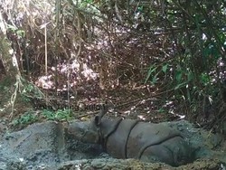 Kelahiran Bayi Badak Jawa di Taman Nasional Ujung Kulon