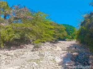 Produksi Bawang di Enrekang Terancam Turun 3% Imbas Kekeringan