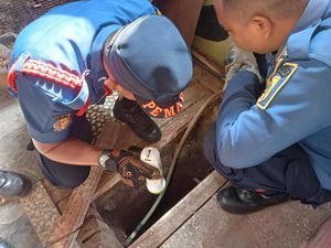 Panik Ular Kobra Masuk Sumur, Warga Bogor Panggil Damkar