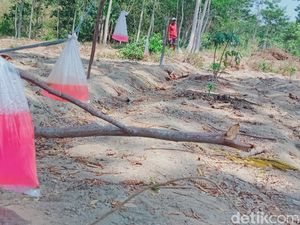 Pusingnya Warga Klaten Usir Monyet Serbu Desa, Semua Jurus Tidak Mempan!