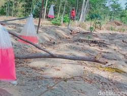 Pusingnya Warga Klaten Usir Monyet Serbu Desa, Semua Jurus Tidak Mempan!